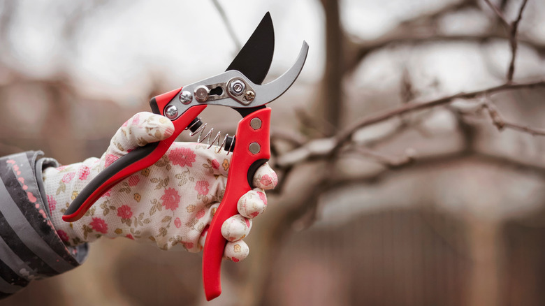 Gloved hand holding pruning shears with red handles.