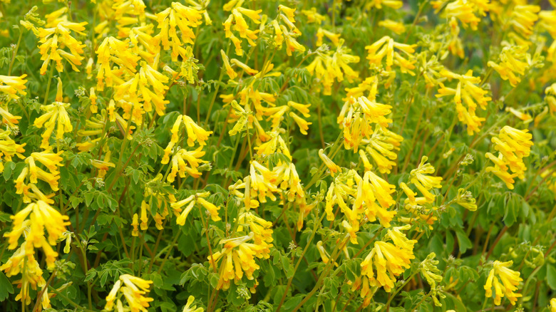 A cluster of yellow corydalis flowers all in bloom.
