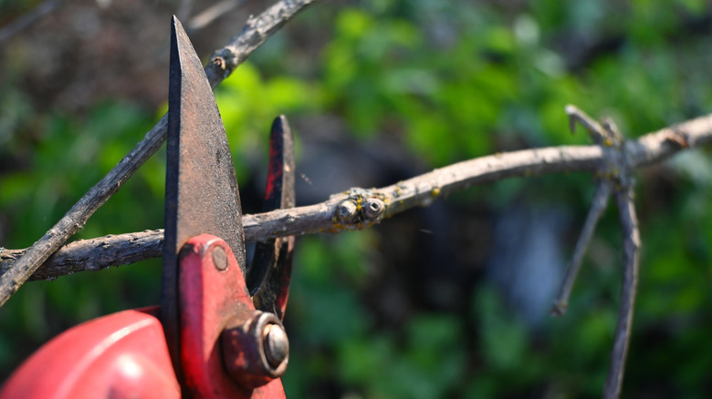 Red-handled pruning shears are in an open position around a thin branch.