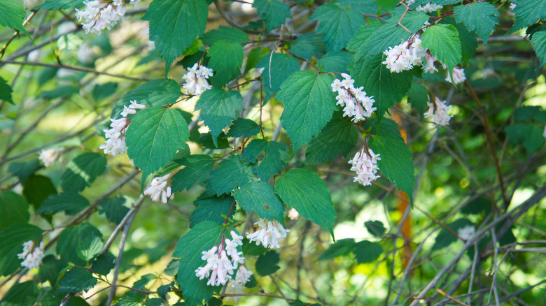 Serrated green leaves with clusters of tubular white flowers grow from thin branches.