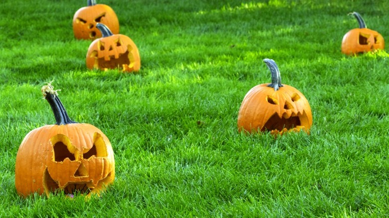 Jack-o'-lanterns in a grassy yard
