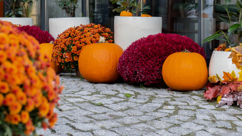 Fall patio with pumpkins and mums on display
