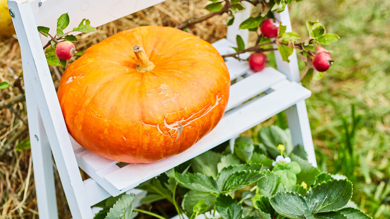 Pumpkin displayed on a plant stand