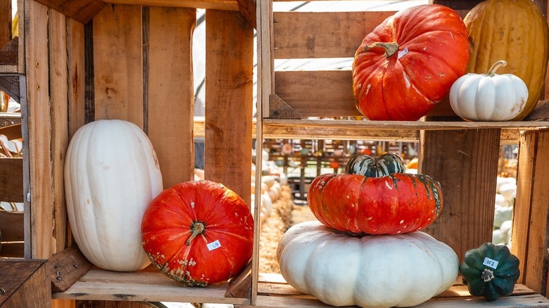 Pumpkins displayed on wood pallets