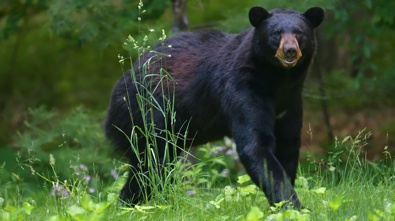 Black bear standing in grass