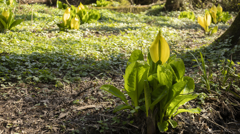 Skunk cabbage plants with yellow flowers