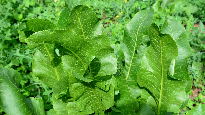 A bushy horseradish plant grows in the garden near other plants