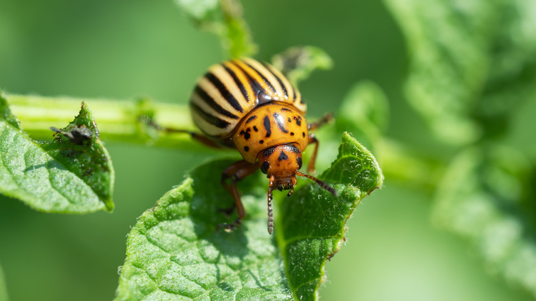 A Colorado potato beetle eating the leaves of a potato plant