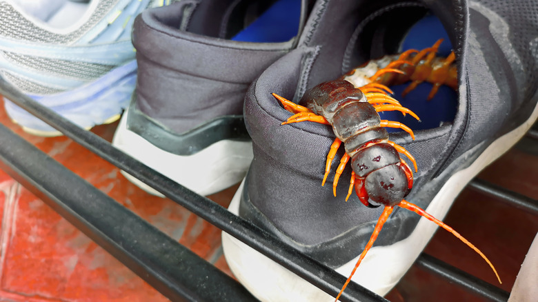 Centipede in a shoe