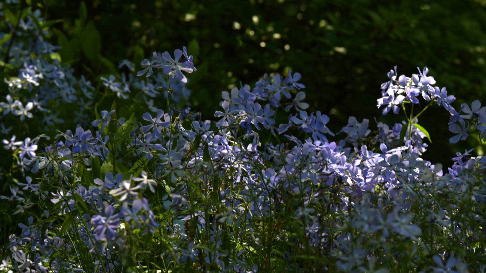 The Purple-Blue Flowering Perennial That'll Thrive In Your Shade Garden - House Digest
