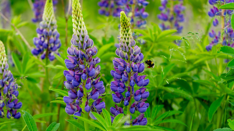green and purple lupine flowers with a bee collecting nectar