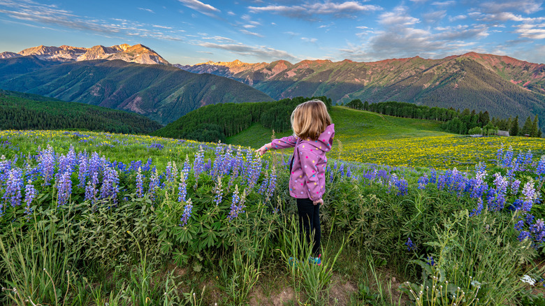 Child pointing at a field of lupine flowers with mountains in the background