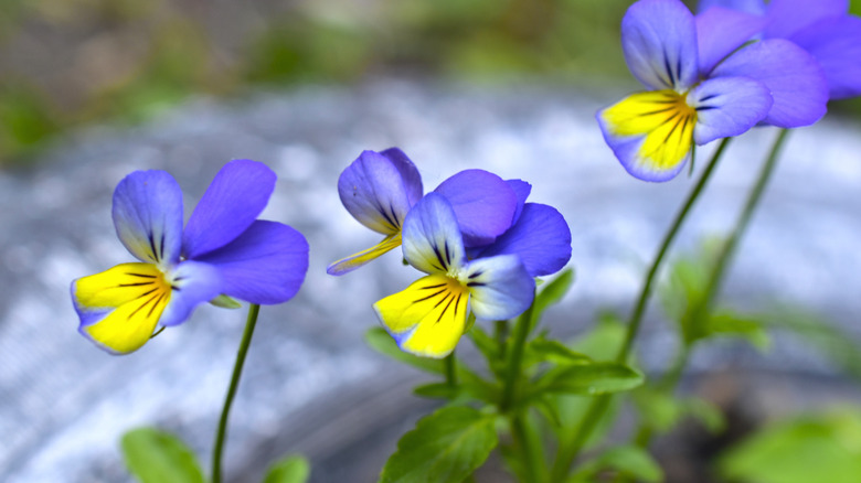A purple and yellow variety of horned violet