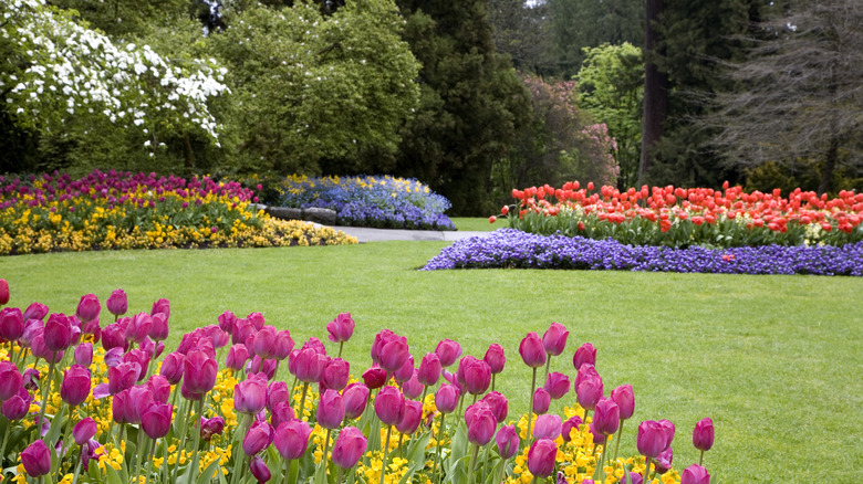 Lawn with colorful flowers