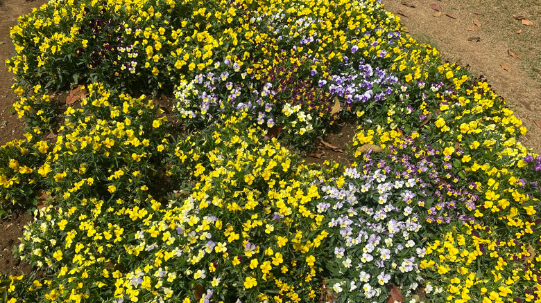 Yellow and purple horned violets as a ground cover