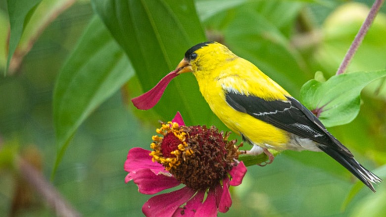 A finch taking petals from a zinnia flower