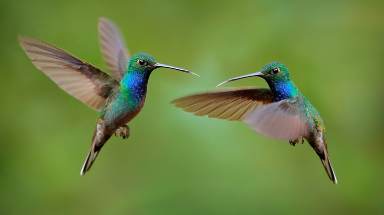 Two hummingbirds flying