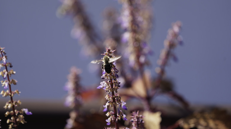 A bee on a purple flowering plant