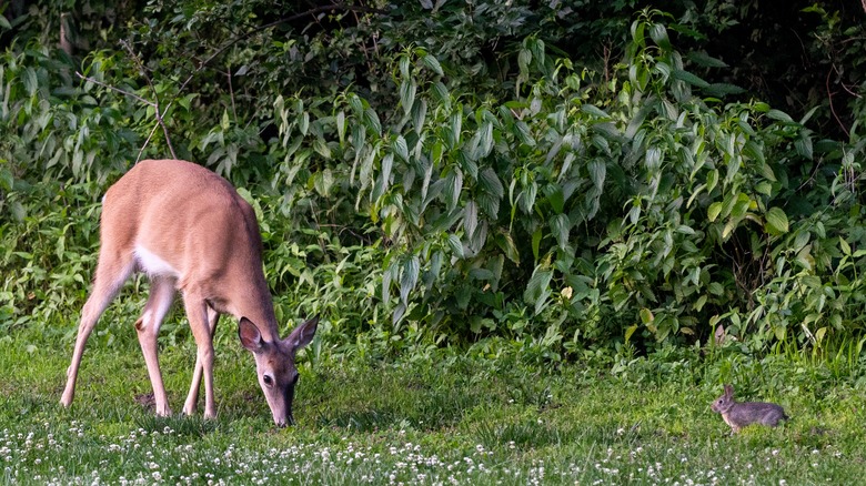 Deer and rabbits damage many plants.