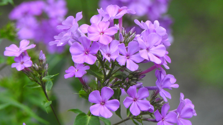 Purplish blooms of woodland phlox