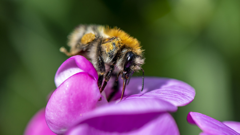 Pollen-covered bee on vetch petal