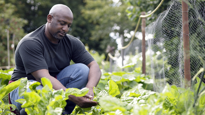 Man tending to garden