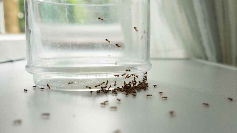 Ants surrounding a glass on a white countertop