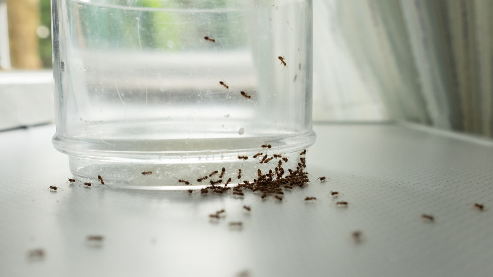 The Quick And Easy Way To Clean Up Ants In A Pinch