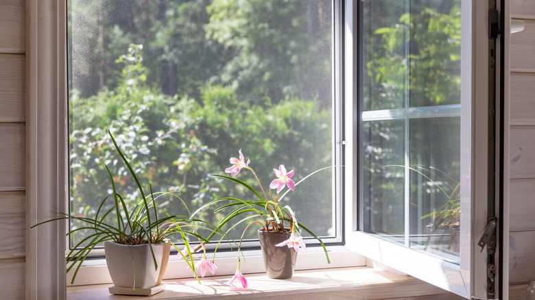 Window screen with potted plants