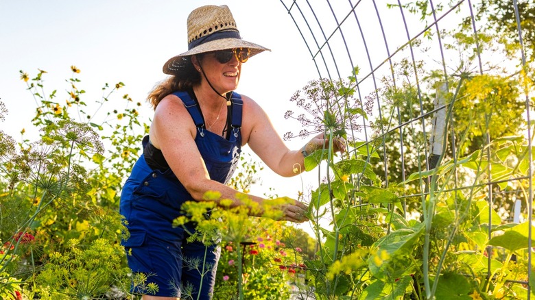 woman in blue overalls tending to cucumber plant on trellis