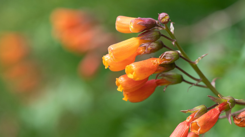 Close up of Chilean glory flower