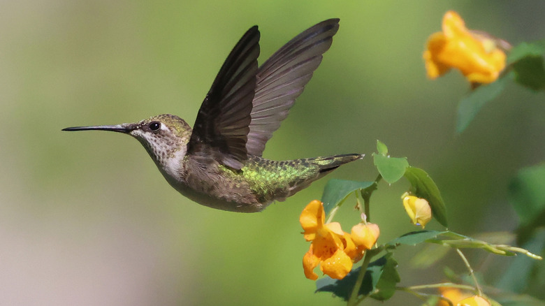 A hummingbird flies near yellow flowers