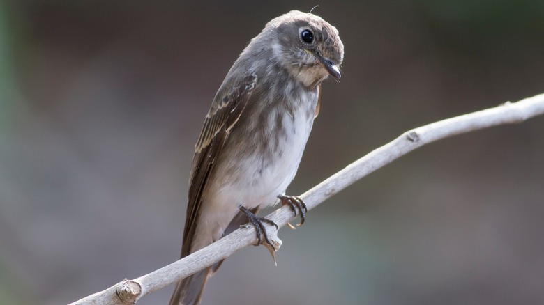 A dark-sided flycatcher resting on a tree branch.