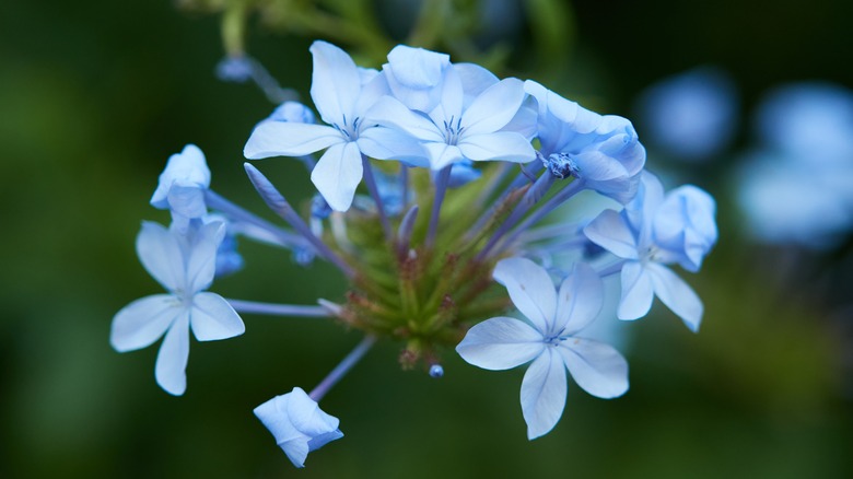 cape plumbago flowers