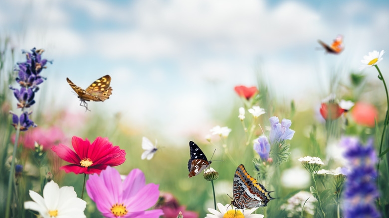 butterflies on flowers