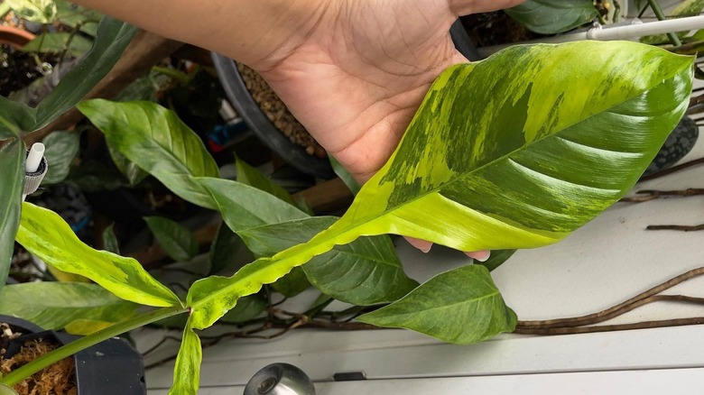 hand holding up philodendron joepii variegated