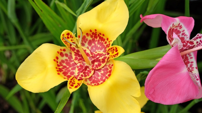 Yellow and pink Mexican shell flowers in full bloom
