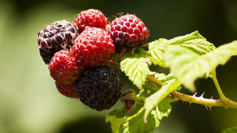 Black raspberry growing in the garden.