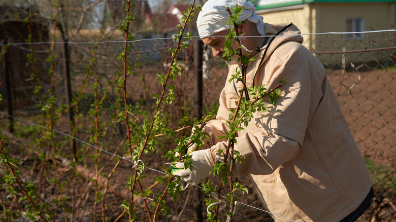 An adult man is tying raspberry bushes to the trellis
