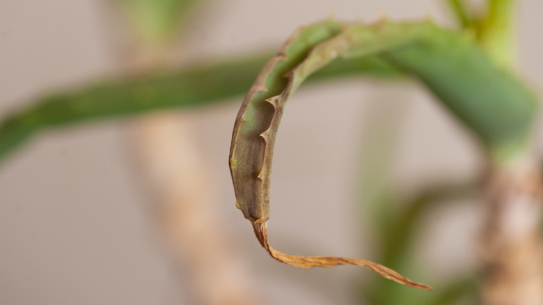Close up of a brown aloe vera leaf