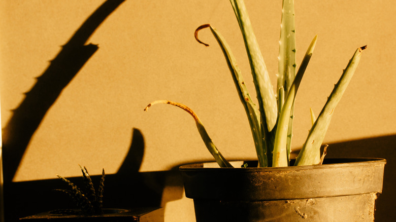 Aloe vera plant with damaged, brown leaves
