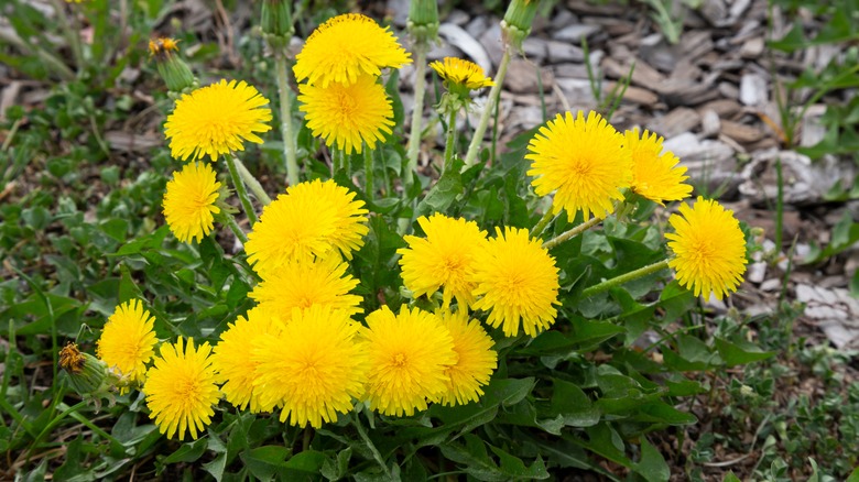Dandelion plant and flowers