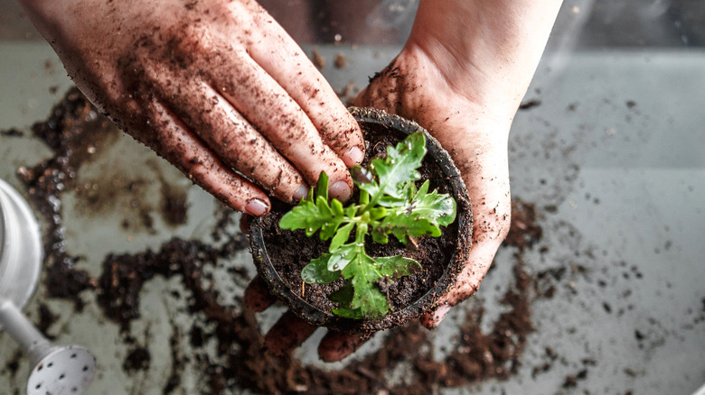 Person potting a plant