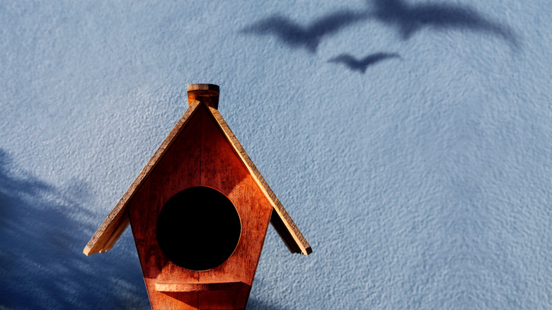 birdhouse in shade