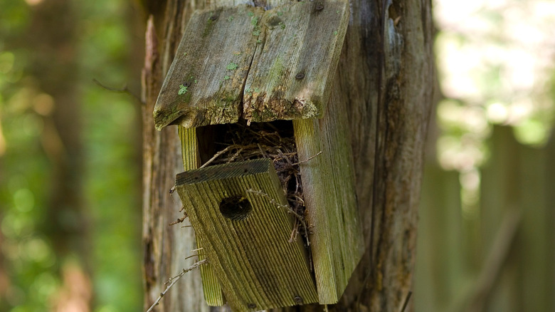 old rotting birdhouse 