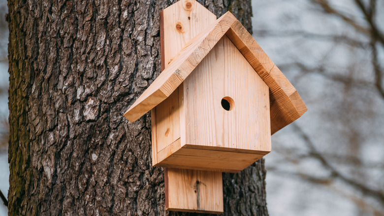 birdhouse on barren tree