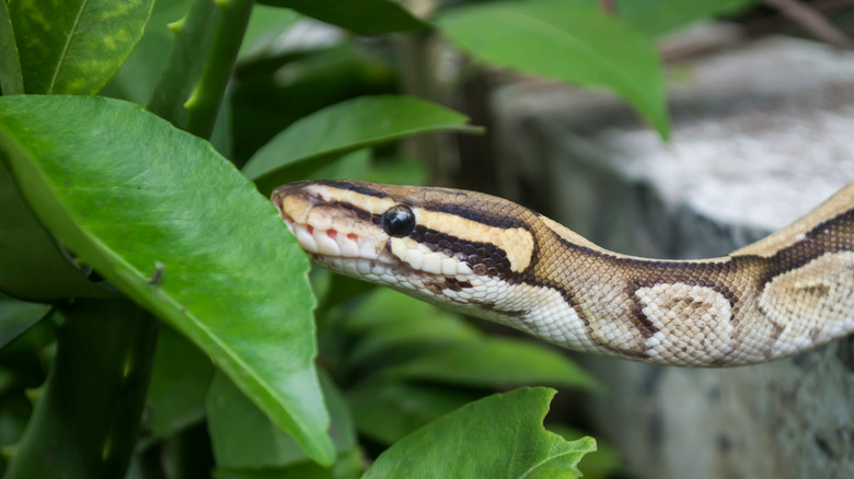 snake in grass