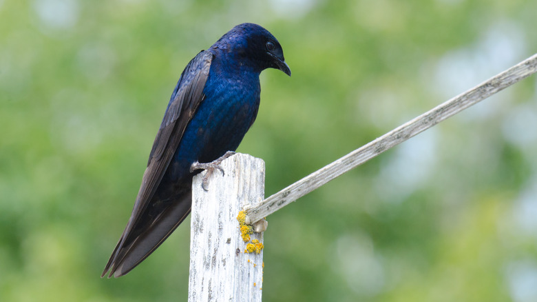 purple martin on fence