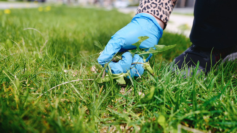 A blue-gloved hand pulling weeds out of lawn