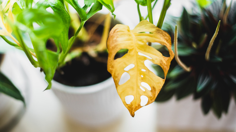 Yellow Monstera leaf